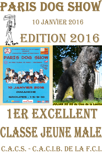 JULIAN XOXO Paris dog show Bouvier des flandres du clos de la Luette © copyright